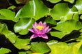 Pink Lotus blossom and leaves in lake Royalty Free Stock Photo