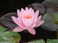 Pink Lotus Blossom Royalty Free Stock Photo