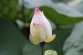 Pink lotus blossom Royalty Free Stock Photo