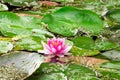 Pink lotus blossom in a pond Royalty Free Stock Photo