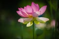 Pink lotus blossom in spring Royalty Free Stock Photo