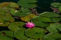 Lotus blossom next to lieing tree