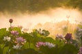 Pink lotus blossoms all over the pond in morning fog Royalty Free Stock Photo