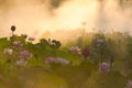 Pink lotus blossoms all over the pond in morning fog