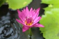 Pink lotus blossoms blooming in the pond.