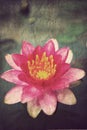 Pink lotus blossoms or water lily flowers Royalty Free Stock Photo