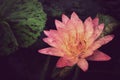 Pink lotus blossoms or water lily flowers Royalty Free Stock Photo