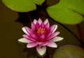 Lotus blossoms Royalty Free Stock Photo