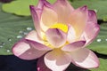 Pink lotus blossoms or water lily flowers blooming on pond Royalty Free Stock Photo