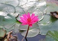 Pink lotus blossoms or water lily flowers blooming in pond Royalty Free Stock Photo