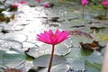 Pink lotus blossoms or water lily flowers blooming in pond Royalty Free Stock Photo