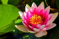 Pink lotus blossoms or water lily flowers blooming on pond Royalty Free Stock Photo