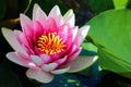 Pink lotus blossoms or water lily flowers blooming on pond Royalty Free Stock Photo