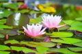 Pink lotus blossoms or water lily flowers blooming on pond Royalty Free Stock Photo