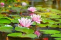 Pink lotus blossoms or water lily flowers blooming on pond Royalty Free Stock Photo