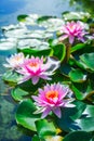 Pink lotus blossoms or water lily flowers blooming on pond Royalty Free Stock Photo