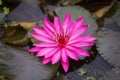 Pink lotus blossoms or water lily flowers blooming Royalty Free Stock Photo