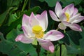 Pink lotus blossoms or water lily flowers blooming on pond Royalty Free Stock Photo