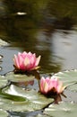 Pink lotus blossoms or waterlily flowers blooming on pond Royalty Free Stock Photo