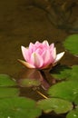 Pink lotus blossoms or waterlily flowers blooming on pond Royalty Free Stock Photo