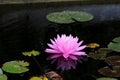 Pink lotus blossoms or waterlily flowers blooming on pond Royalty Free Stock Photo