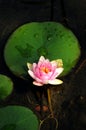 Pink lotus blossoms or waterlily flowers blooming on pond Royalty Free Stock Photo