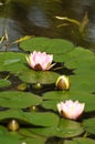 Pink lotus blossoms or waterlily flowers blooming on pond Royalty Free Stock Photo