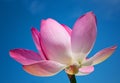 Pink lotus on blue sky background Royalty Free Stock Photo