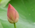 Pink lotus bud Royalty Free Stock Photo