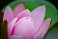Pink lotus bud flower Royalty Free Stock Photo