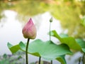 Pink lotus bud - Pink lotus flower in pond Royalty Free Stock Photo