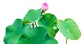 Pink lotus bud leaves green grove Royalty Free Stock Photo