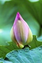 Pink Lotus Bud Pond Temple Sun Beijing China