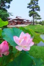 Pink lotus and Byodo-in temple in Kyoto, Japan