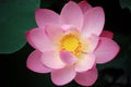 Pink lotus, close up