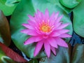 Pink lotus Royalty Free Stock Photo