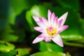 Pink lotus close up Royalty Free Stock Photo