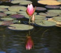 Pink Lotus with closed petals and leafs water lily, water plant with reflection in a pond with mirky water