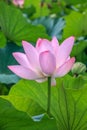 Pink Lotus And Dark Green Blossom