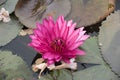 Pink lotus and dragonfly Royalty Free Stock Photo