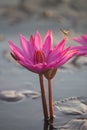 Pink lotus and dragonfly