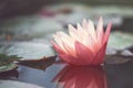 Pink lotus among the pond. Exotic tropical flower on a light green background. Water lily. Foliage. Royalty Free Stock Photo