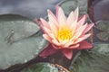 Pink lotus among the pond. Exotic tropical flower on a light green background. Water lily. Foliage. Royalty Free Stock Photo