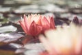 Pink lotus among the pond. Exotic tropical flower on a light green background. Water lily. Foliage. Royalty Free Stock Photo