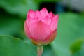 Pink lotus flowe Royalty Free Stock Photo