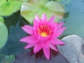 Pink lotus flowe Royalty Free Stock Photo