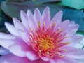 Pink lotus flowe Royalty Free Stock Photo