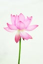 Pink Lotus flower Royalty Free Stock Photo