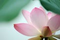 Pink Lotus flower