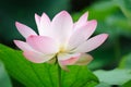 Pink Lotus flower Royalty Free Stock Photo